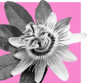 Flor de maracujá